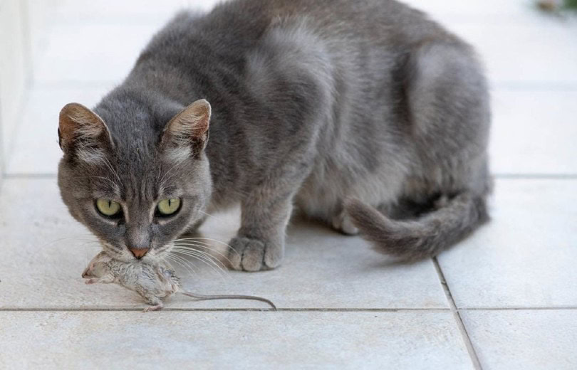 cat carrying a dead mouse