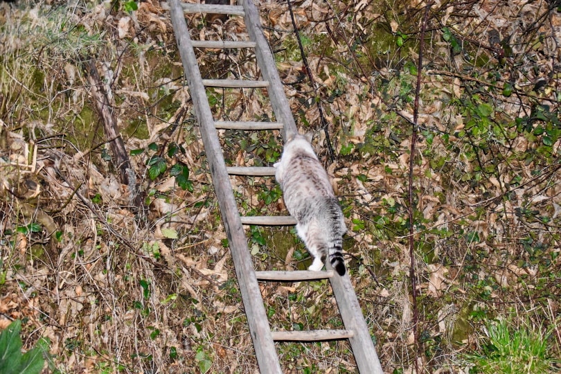 cat climbing on ladder