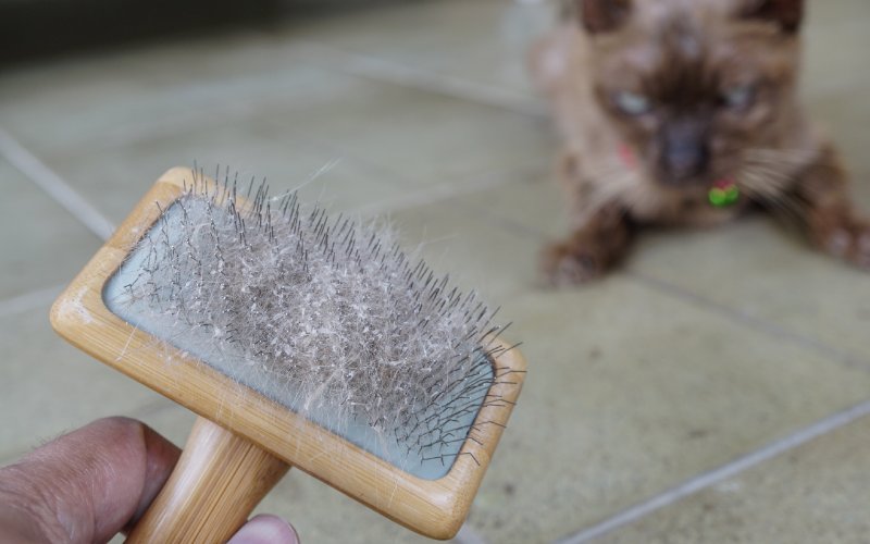 cat dandruff and hair on brush after grooming