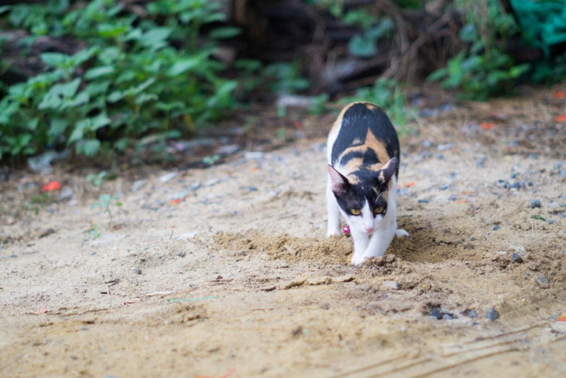 cat digging the sand