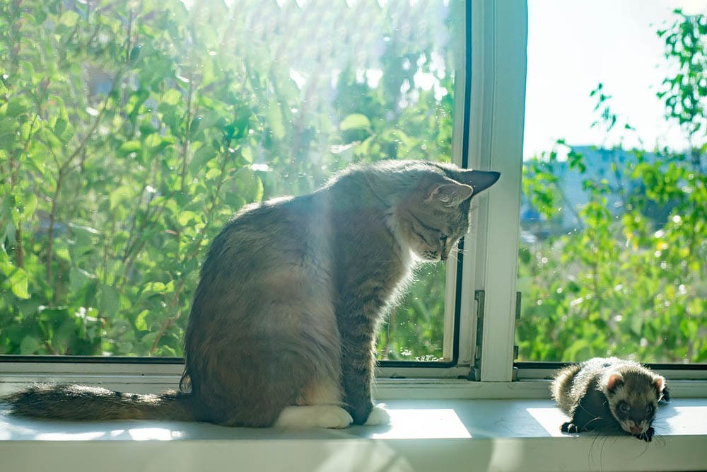 cat distant with ferret