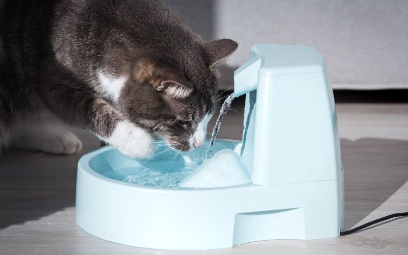 cat drinking from water bowl with fountain