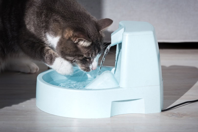 cat drinking from water fountain