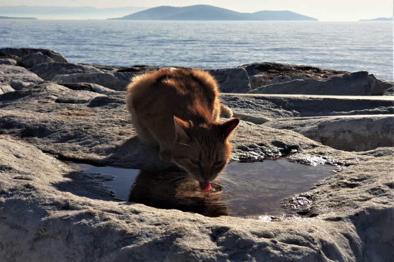 cat drinking water in front of seaocean