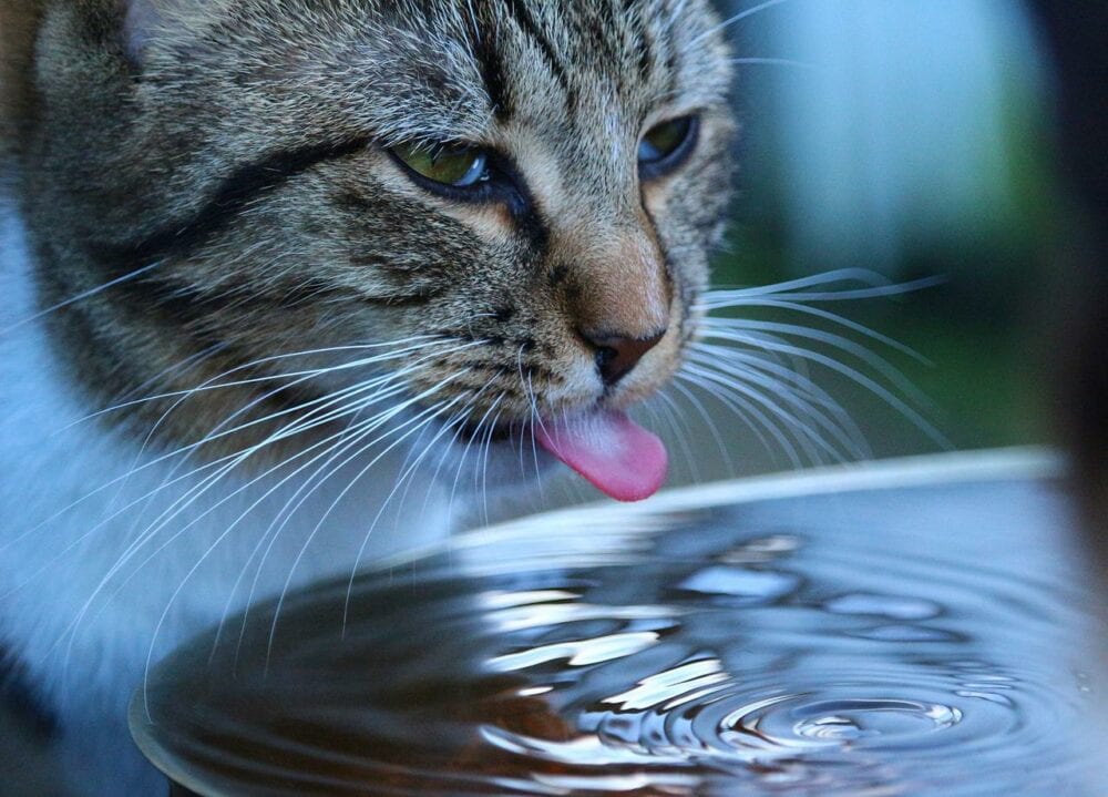 cat drinking water