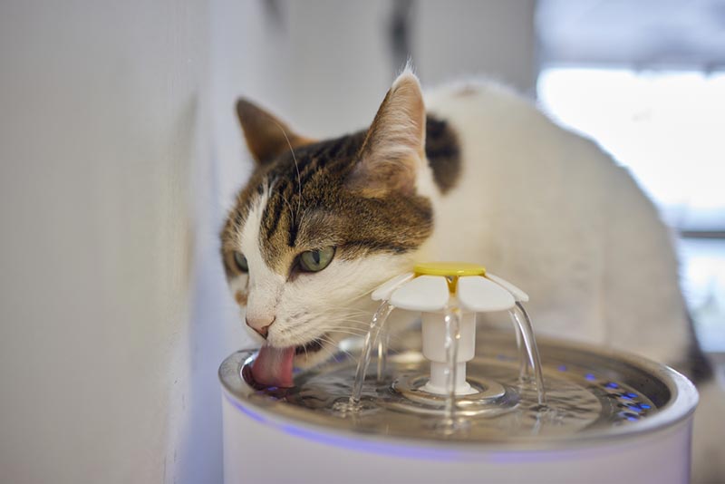 cat drinking water