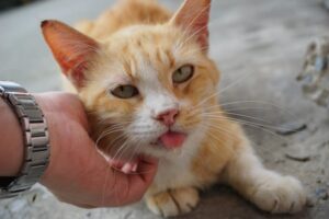 Why Do Cats Drool When You Pet Them? 4 Vet-Reviewed Reasons Explained