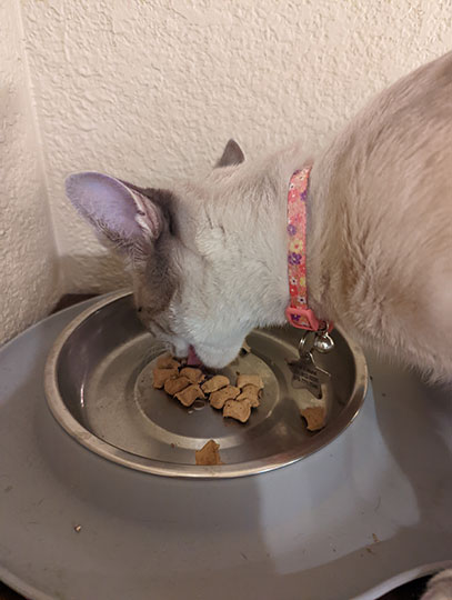 cat eating Dr. Marty’s Nature’s Feast cat food in bowl