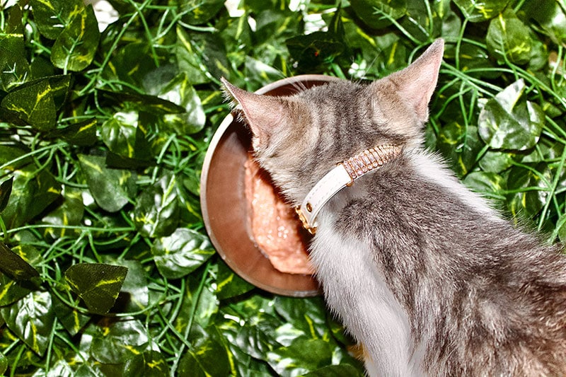 cat eating darwin's cat food from bowl