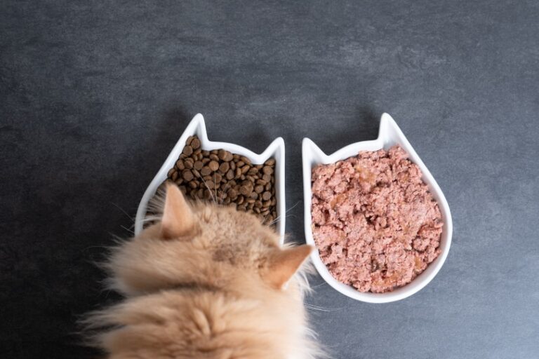 Picture of 10 Best Cat Foods for Kidney Disease (Low Phosphorus) in 2026 - Reviews ...