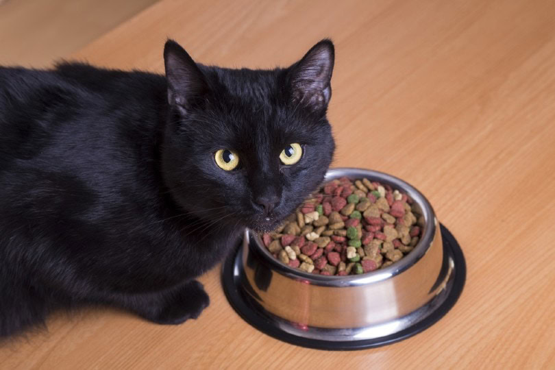 cat eating dry food
