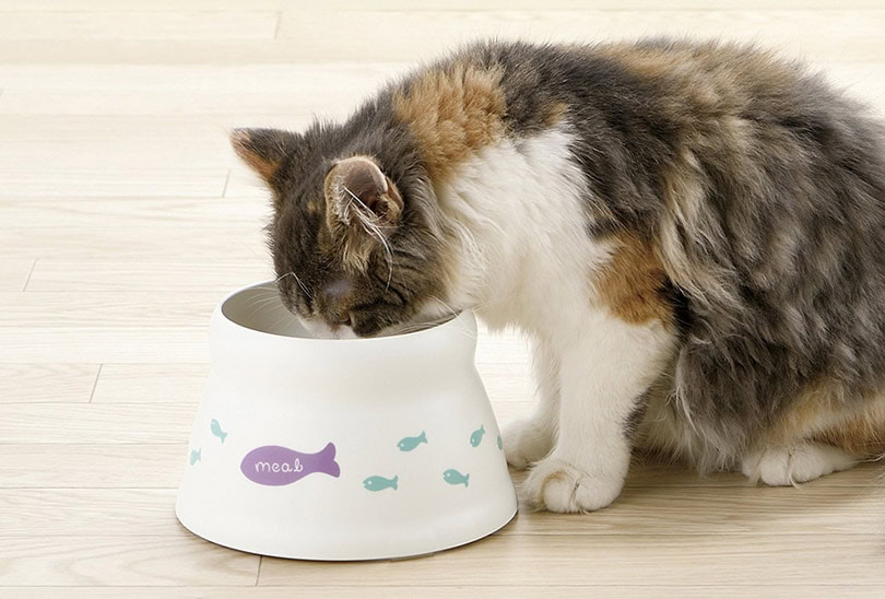 cat eating from a rasied bowl on wooden floor