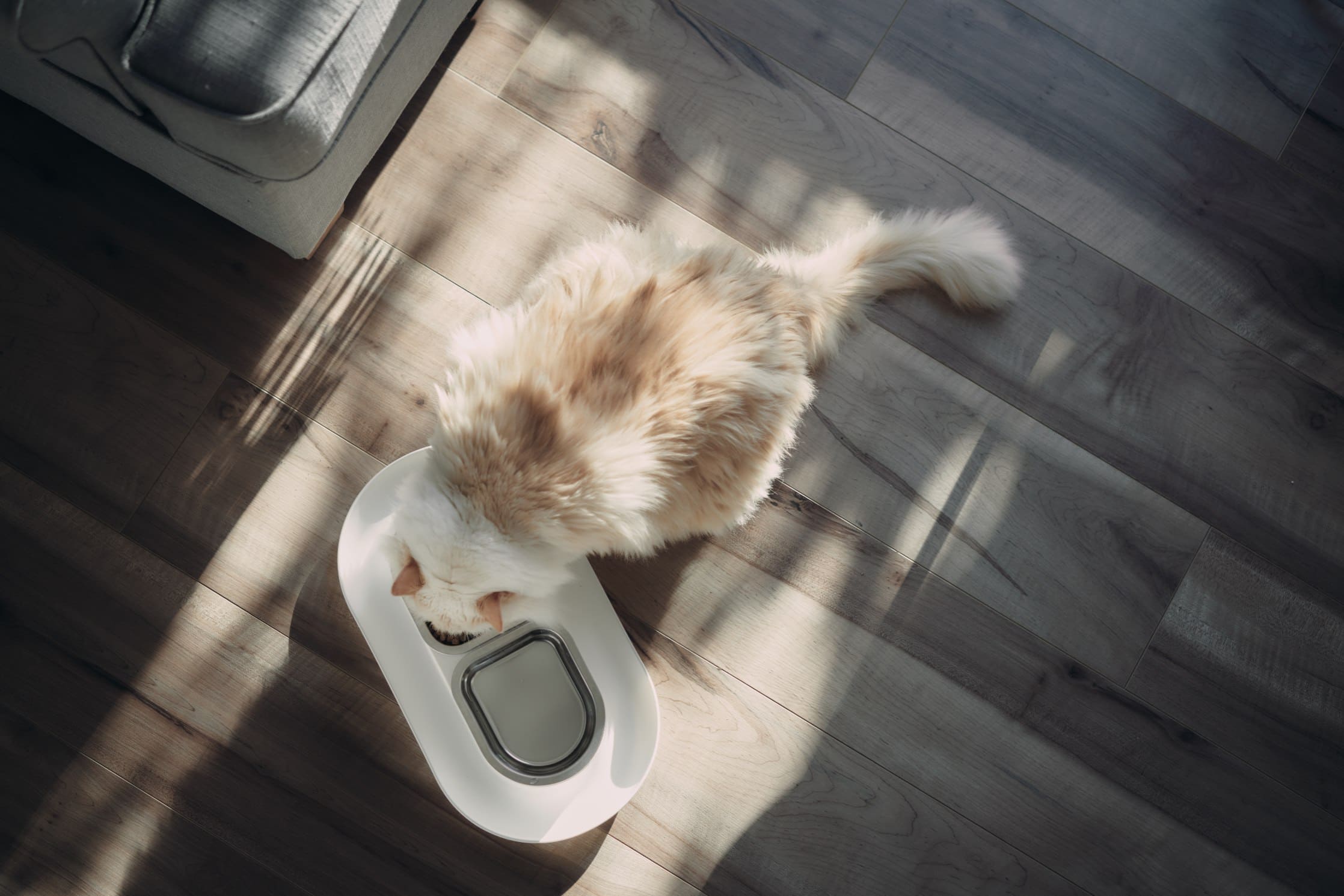 cat eating hepper nom nom bowl