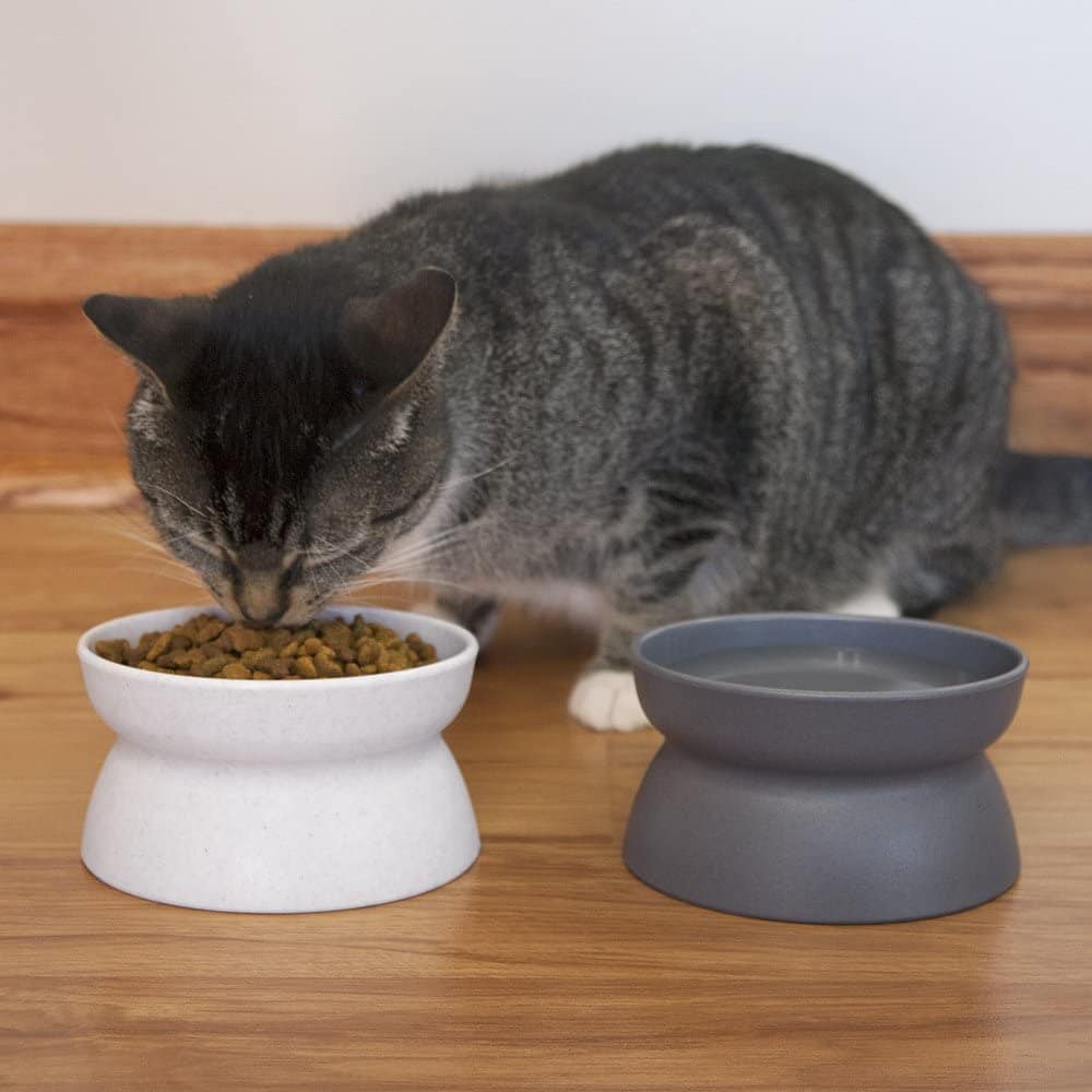 cat eating in kitty city raised cat water bowl