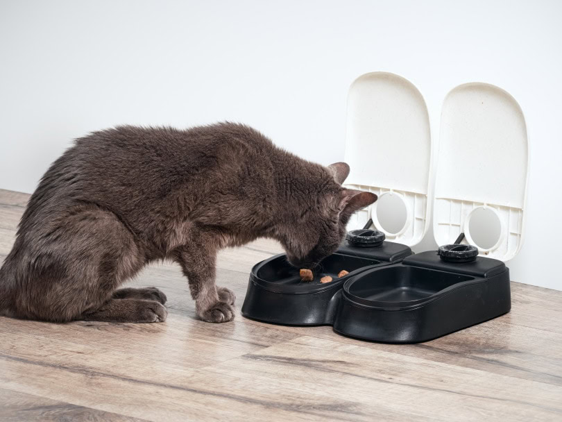 cat eating in automatic feeder
