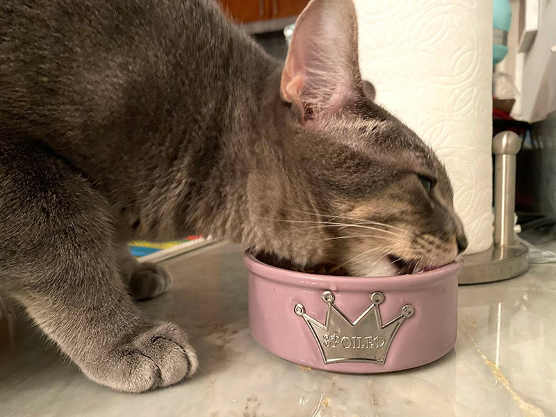 cat eating open farm cat food