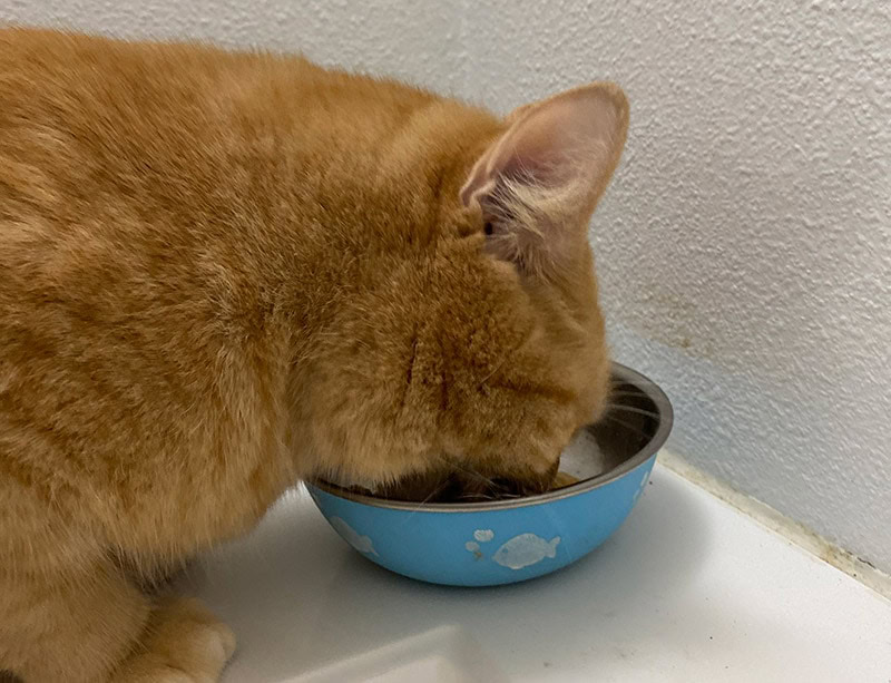 cat eating open farm food