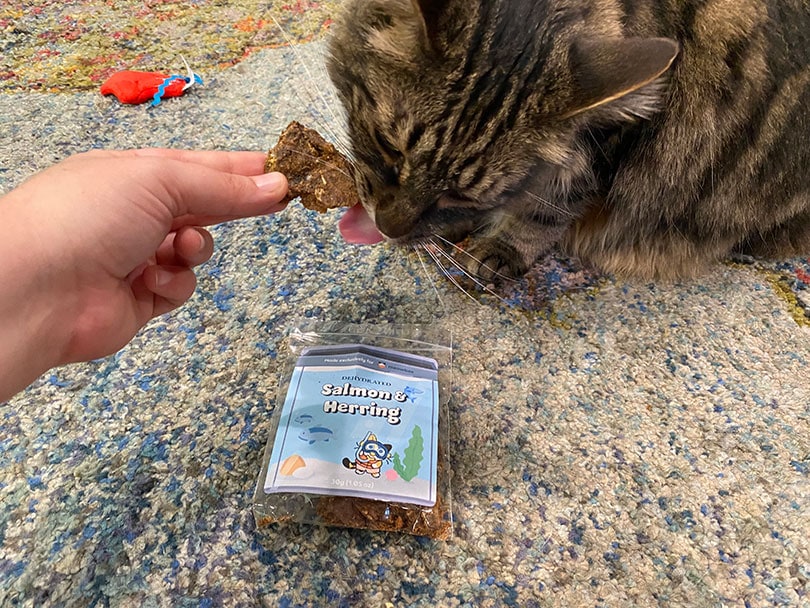 cat eating salmon and herring treat