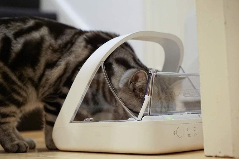 a cat eating food through an automatic cat feeder