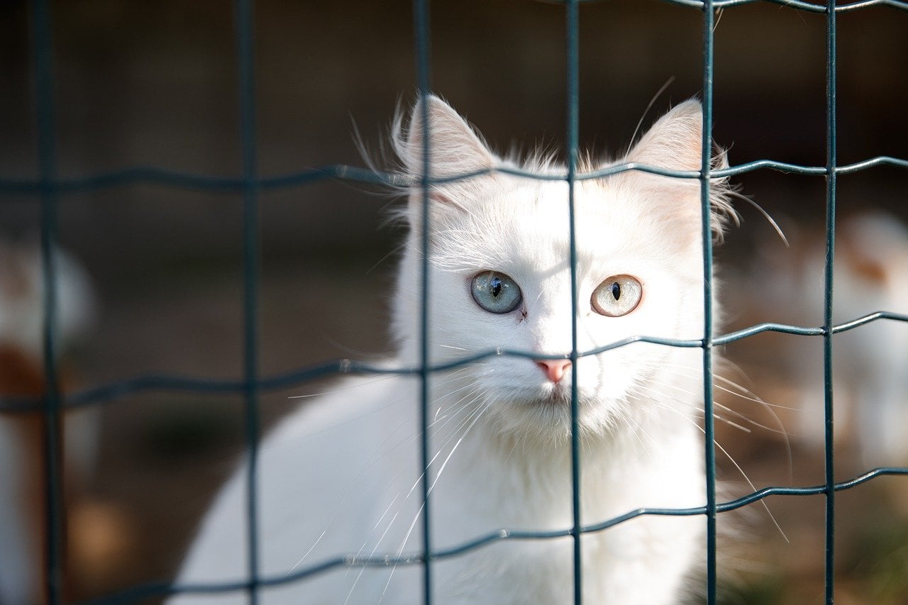 cat fence