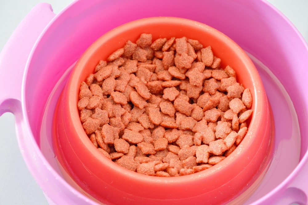 cat food - ant proof cat bowl