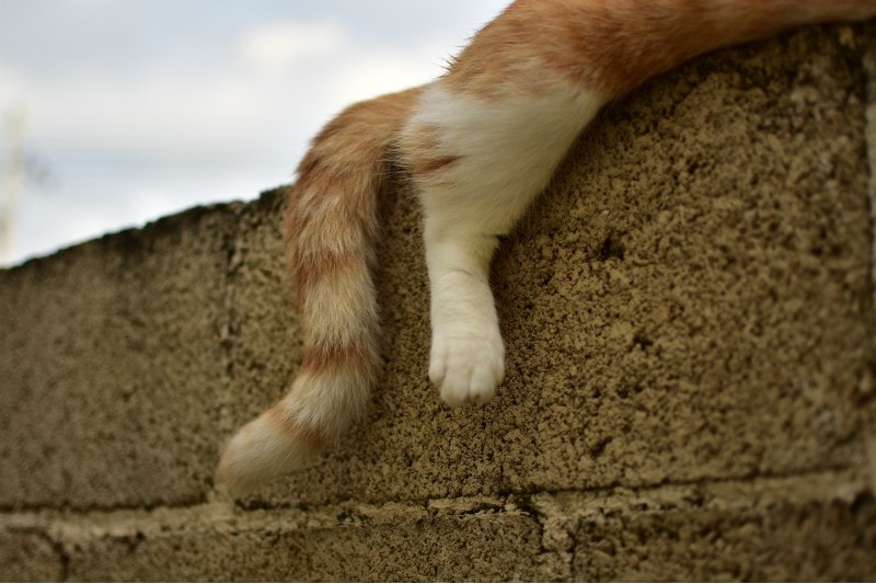 cat foot and tail closeup