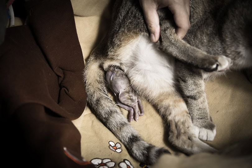 cat giving birth showing the kitten in the vagina