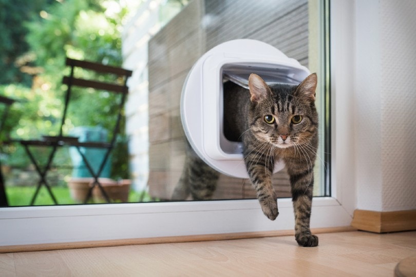 cat going through microchip cat flap