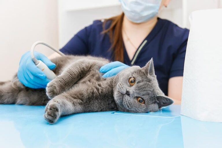 Beautiful view of Cat Urination Problems With Acute Pancreatitis