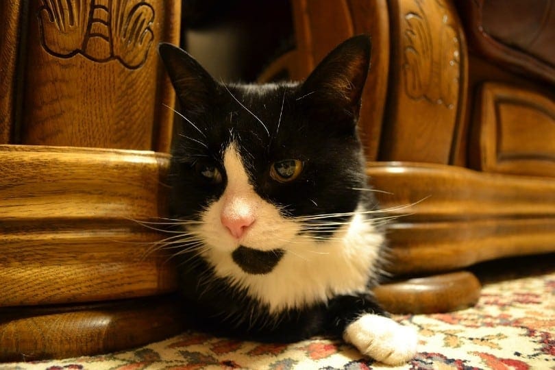cat hiding under furniture