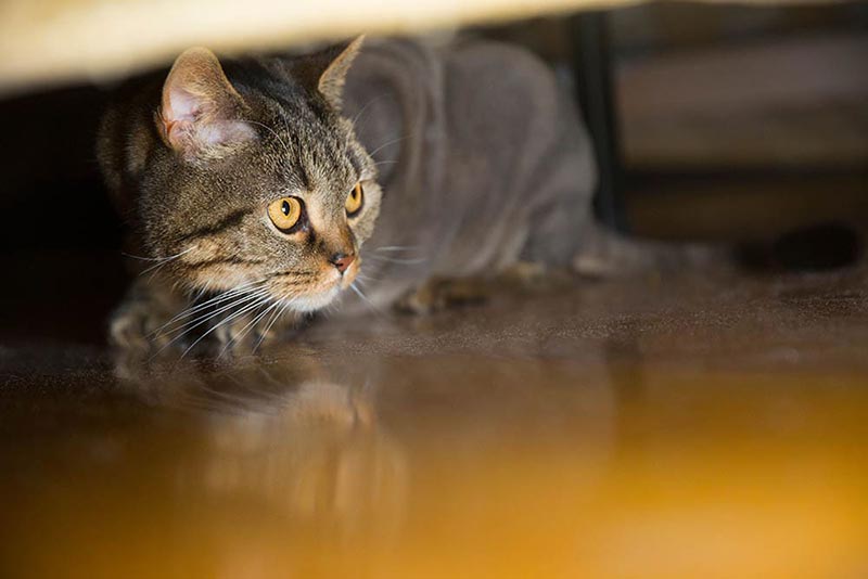 cat hiding under the bed