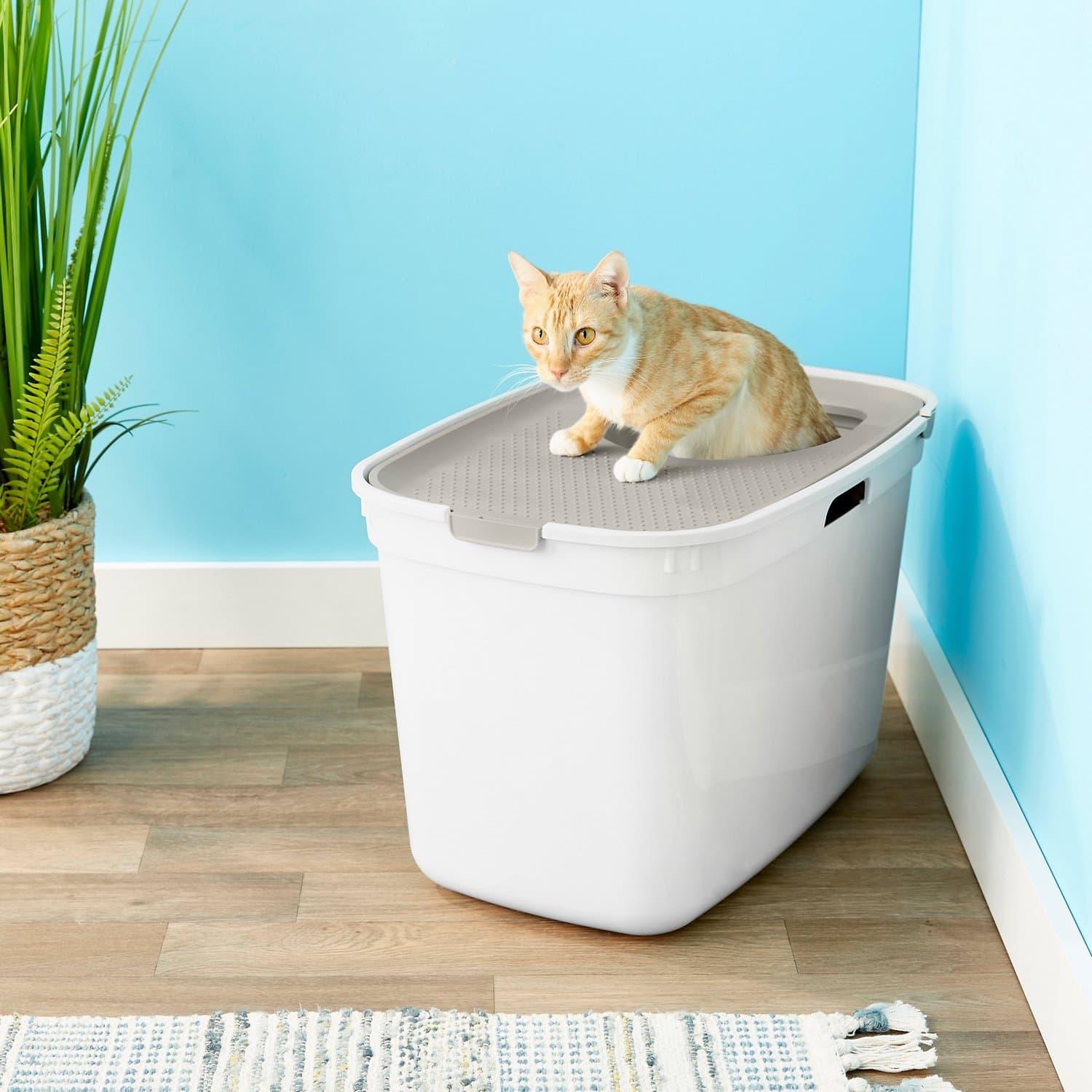 cat in Frisco Top Entry Cat Litter Box
