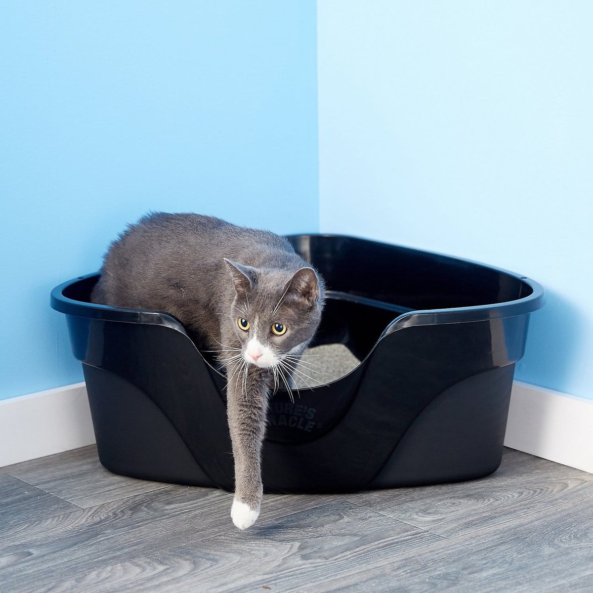 cat in Nature's Miracle Just For Cats Advanced High Sided Corner Cat Litter Box