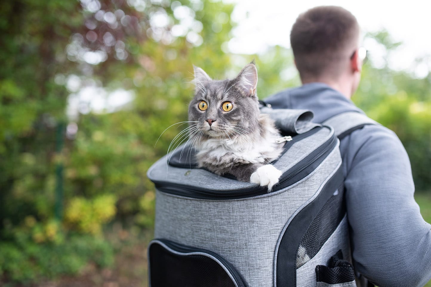 cat in a backpack