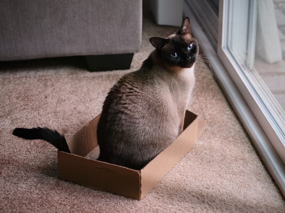 cat in a box