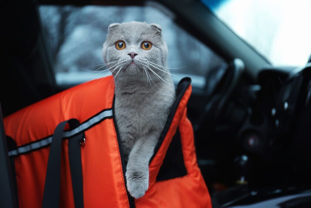 cat in a carrier inside the car