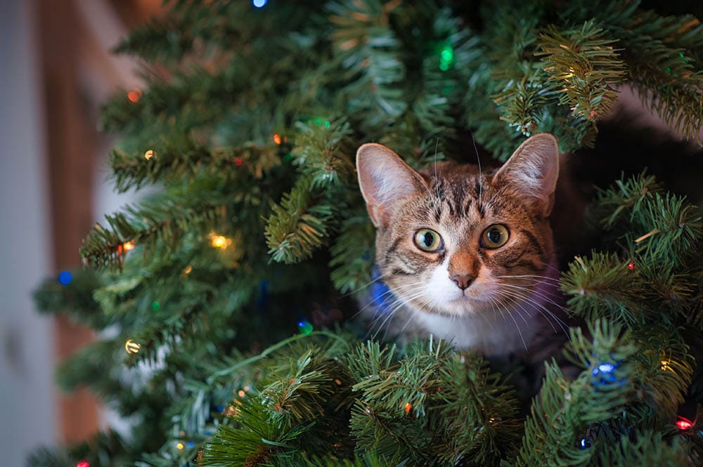 cat in a christmas tree