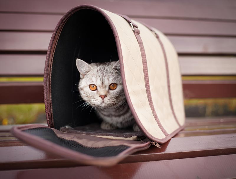 cat in pet carrier on a park bench