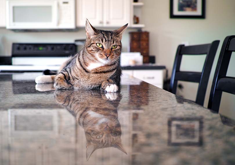 cat in the counter