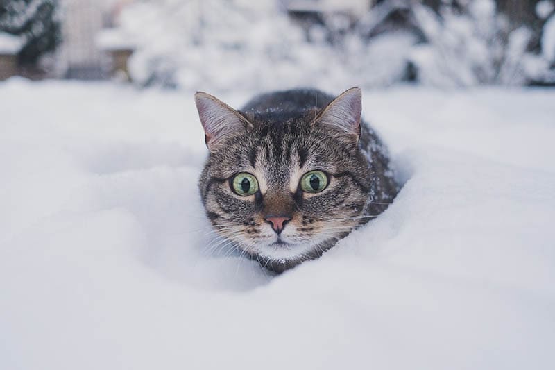 cat in the snow