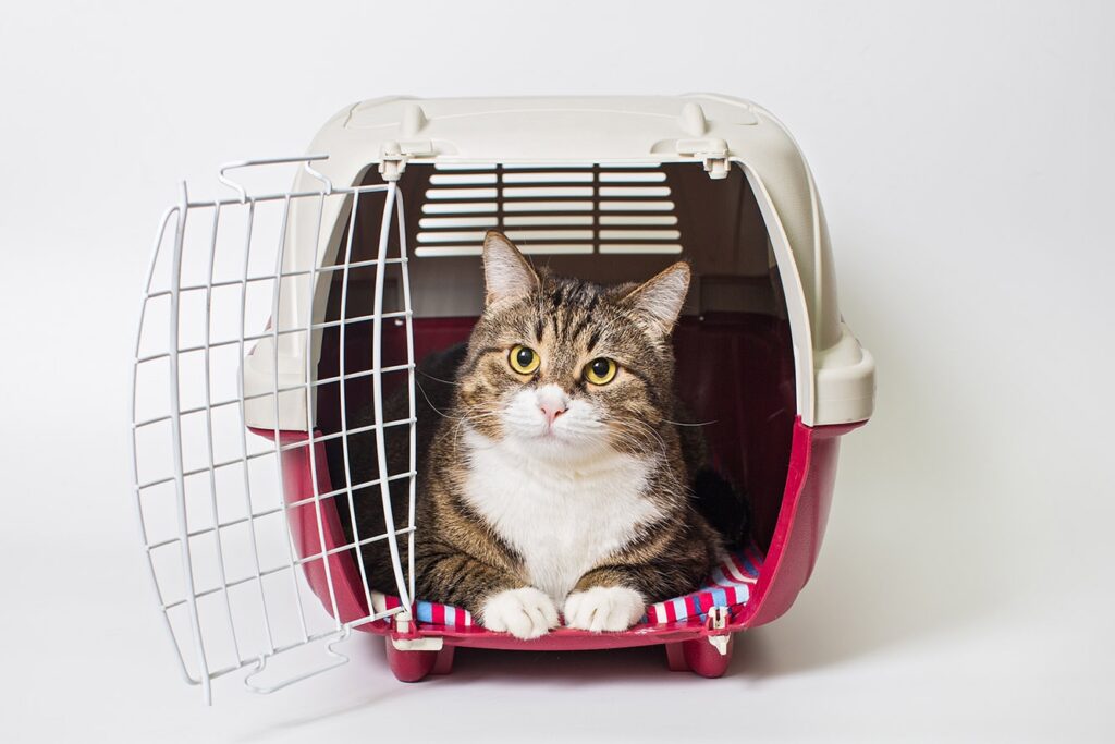 cat inside a carrier