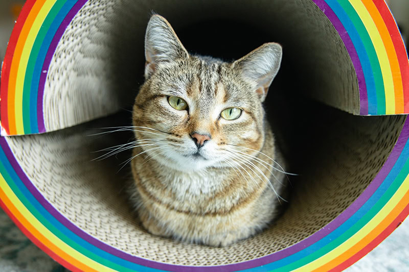cat inside a rainbow edge scratch tunne