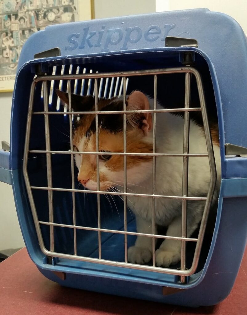 cat inside carrier