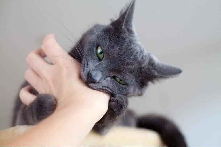 Why Is My Cat Biting Me All of a Sudden? 6 Vet-Reviewed Reasons & What ...
