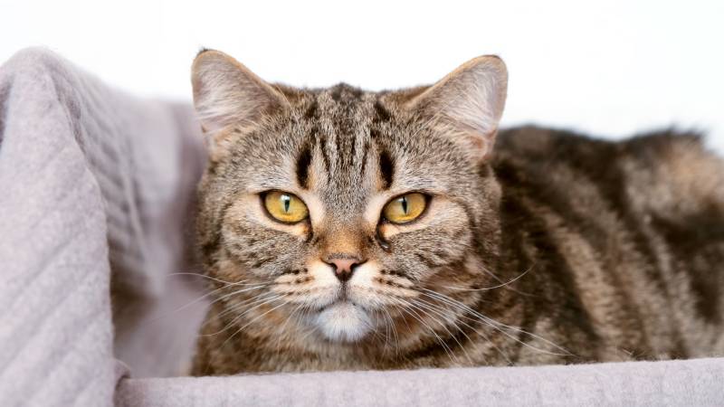 cat is crying and looking at the camera