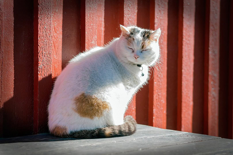 cat is sleeping while basking in the sun heat