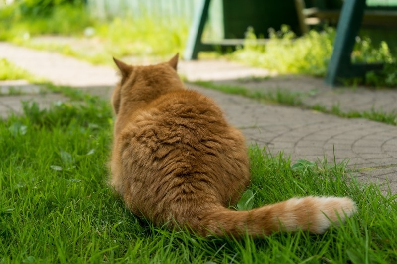 cat laying in the grass tail closeup