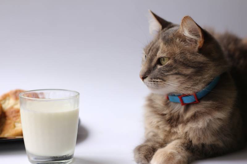 cat looking at the glass of milk