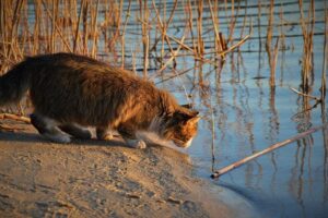 Why Do Cats Hate Water? 6 Vet-Reviewed Reasons & Care Tips | The Vet Desk