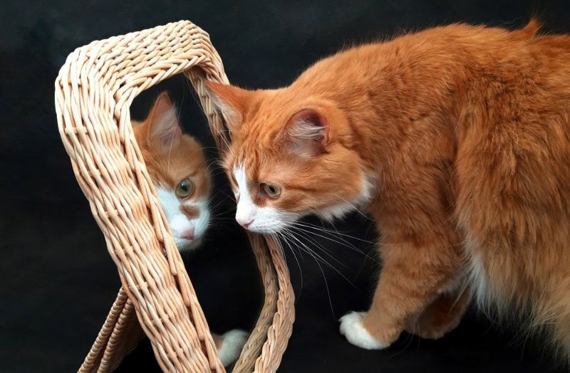 cat looking itself in the mirror